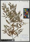 Foto von Salix alba L.